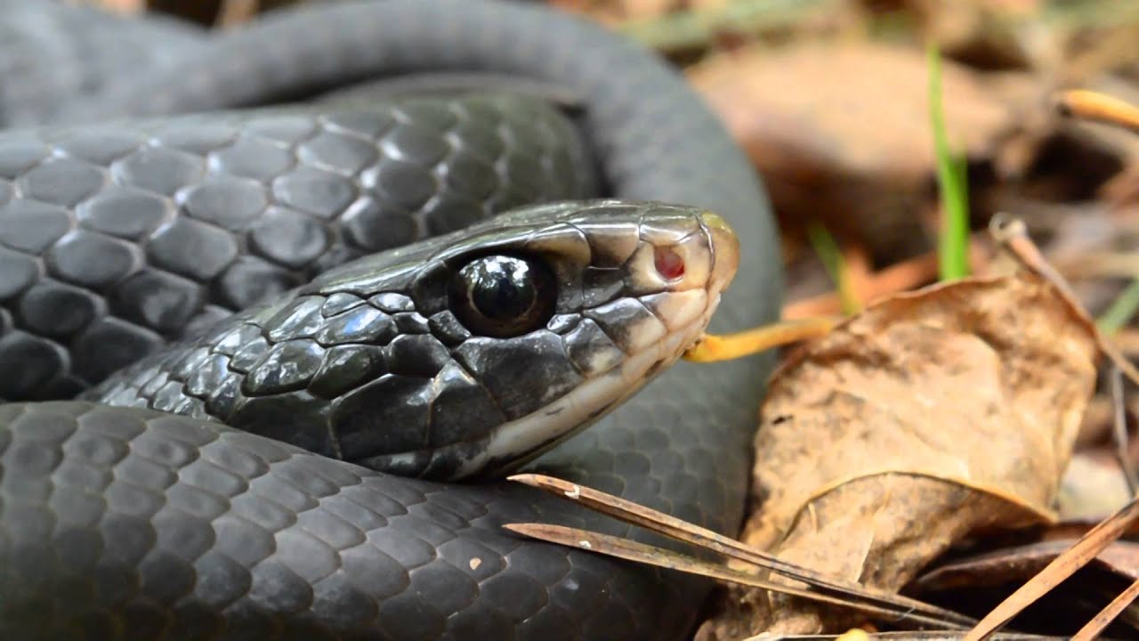 herpetologist meaning Black Racer (Coluber constrictor) footage.