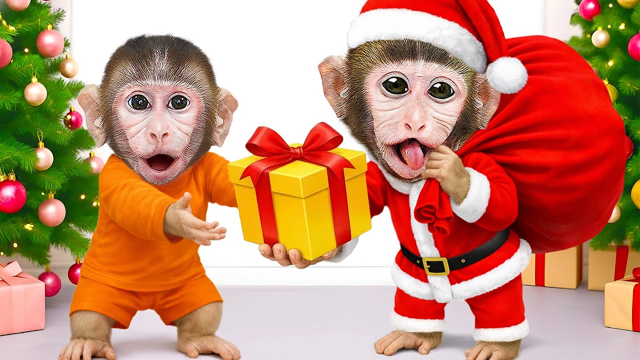 Macaco Dodo trabalha duro em segredo para realizar o desejo de Natal de Binbin