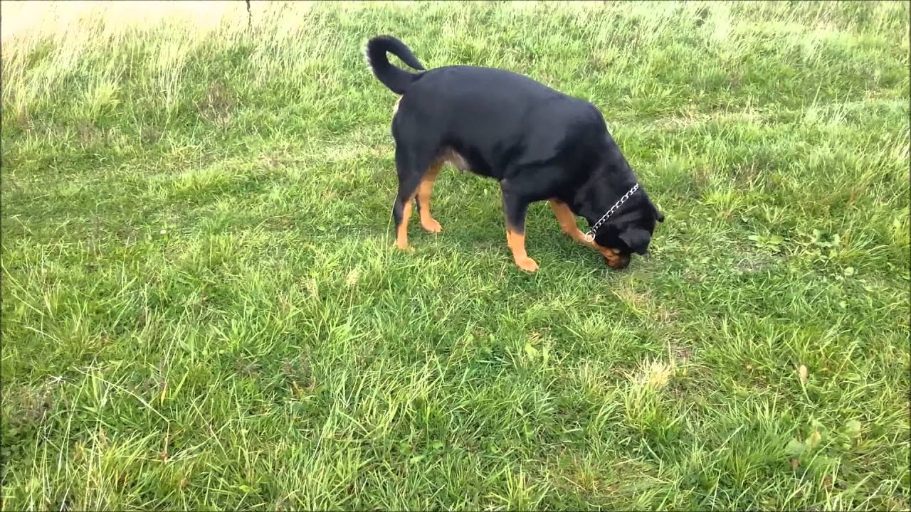 Rottweilers Atar And Pregnant Hera 6th Week Youtube