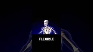 Stronger Than Steel The Incredible Strength of Your Bones Explained!