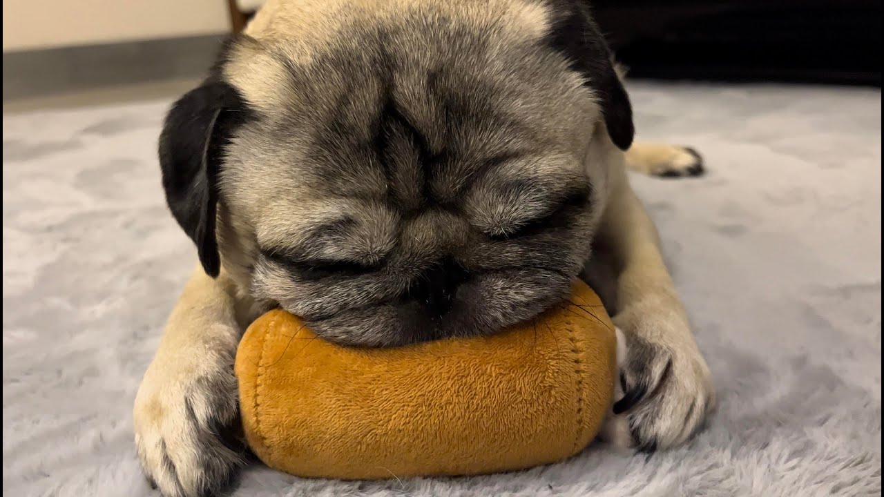 How a Blind Pug Plays With Toy 🍖｜The Pug's Expedition