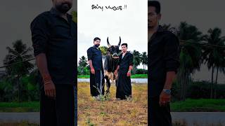 எங்க அப்பு பையன் 😁அட்டகாசம் 🫶பாருங்க?? #kangeyam #bull #jallikattu #trending #cow #love #trollface