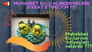 MUHABBET KUŞU ALIRKEN DİKKAT EDİLMESİ GEREKENLER VE İHTİYAÇLARI