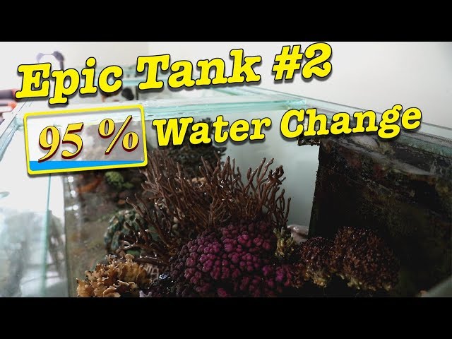 95% Water Change on EPIC tank #2 --- Gallery Aquatica TV class=