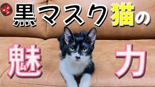 Cats with black-and-white masks are just this adorable. [Rescue
