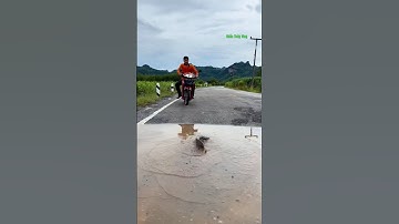 Cá Lớn - bắt Cá Trê Khủng lên bờ khi lũ 😱 #khacthuyvlogg