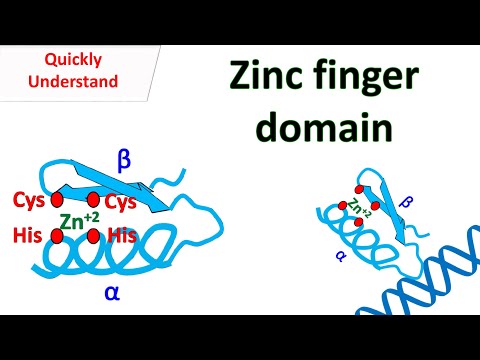 Zinc finger motif