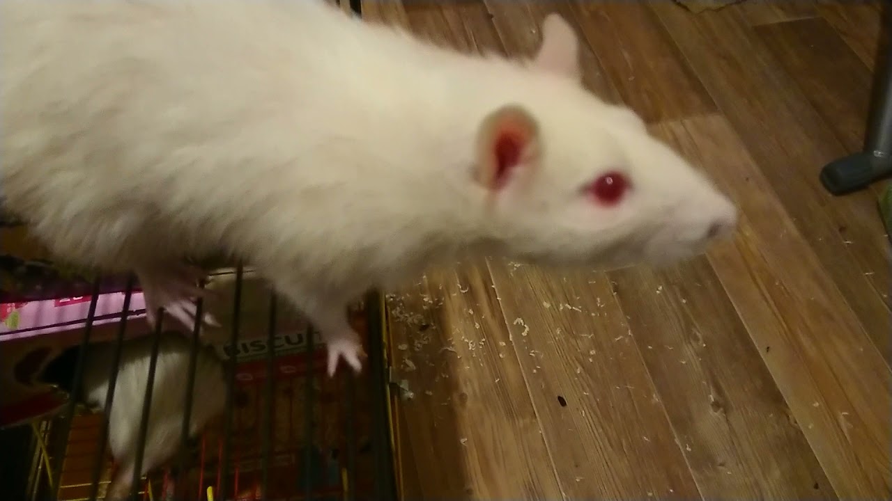 A shy young explorer Wistar rat