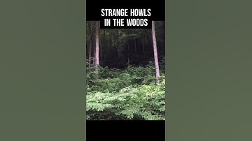 BIGFOOT Howls Coming From The Woods #shorts #bigfoot