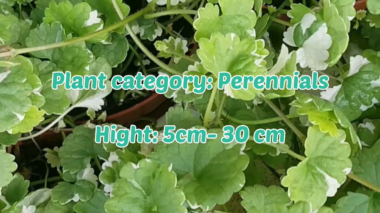 Jordreva/Glechoma hederacea/ Ground-Ivy care tips