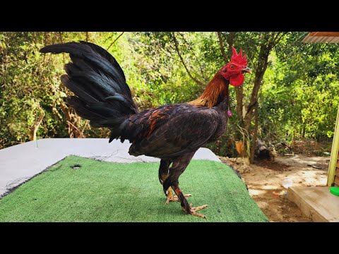 COMPRO TODO SU SONIDO NUEVO Y LO ABRIMOS | SONIDO PANORAMA COLOMBIANO