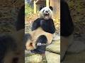 Pandas Are Cute… But Surprisingly Dangerous  | #animalfacts #animals #panda #pandafacts #pandas #fyp