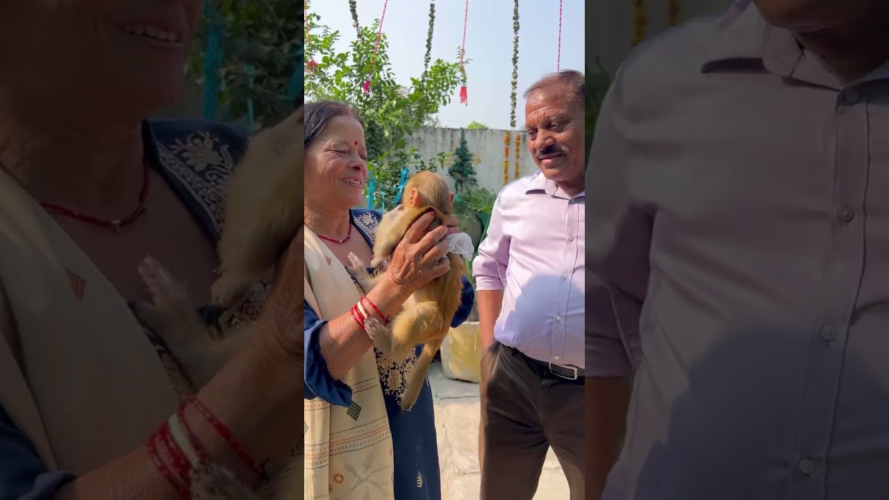 Мать этого ребенка получила ожоги из-за пожара в горах #маа #обезьяна #животное #youtubeshort #эм...