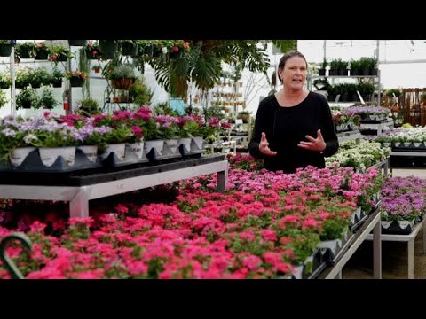 Video: Creeping Verbena In The Garden: Tips om att använda Verbena som marktäckare