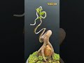 Art of Bonsai: How to Wire and Shape Your Miniature Tree