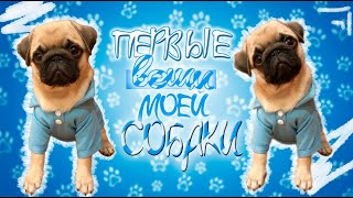 Первые покупки для щенка🥰МОПСИК Taddy🧸