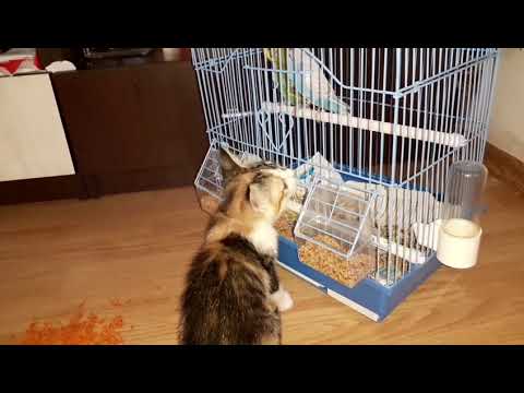 Cat attacking parrots