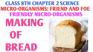 Making of bread | Fiendly microorganisms | Microorganisms friend and foe class 8th | Darshan classes
