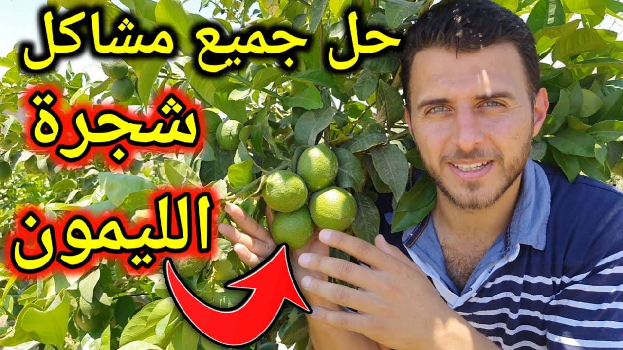 5 نصائح من ذهب عن شجرة الليمون اذا طبقتها.. ستتفاجئ بالنتائج !