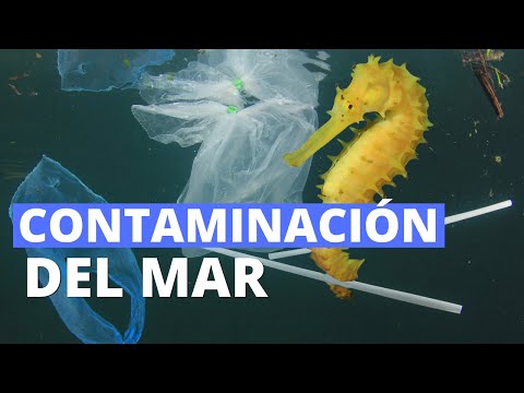 Video: ¿Por qué la gente contamina el mar?