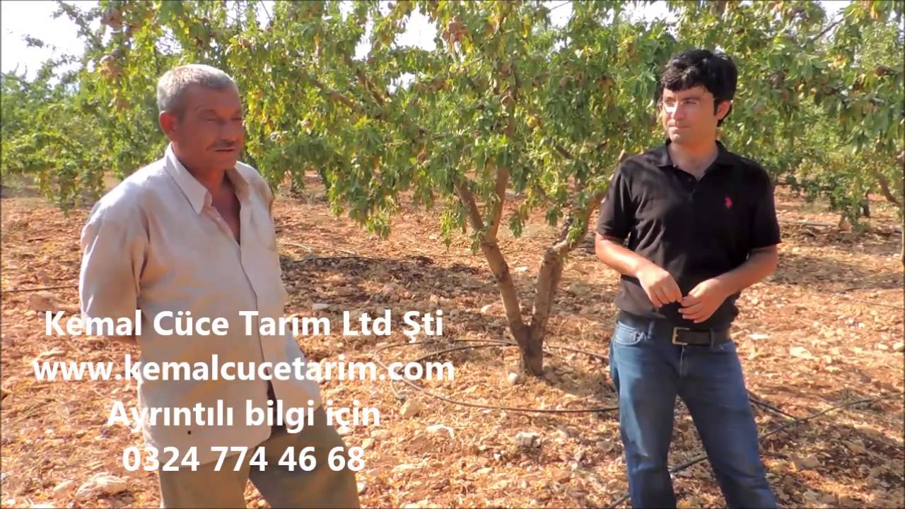 Badem Yetiştiriciliğinde Sulama İlaçlama Gübreleme