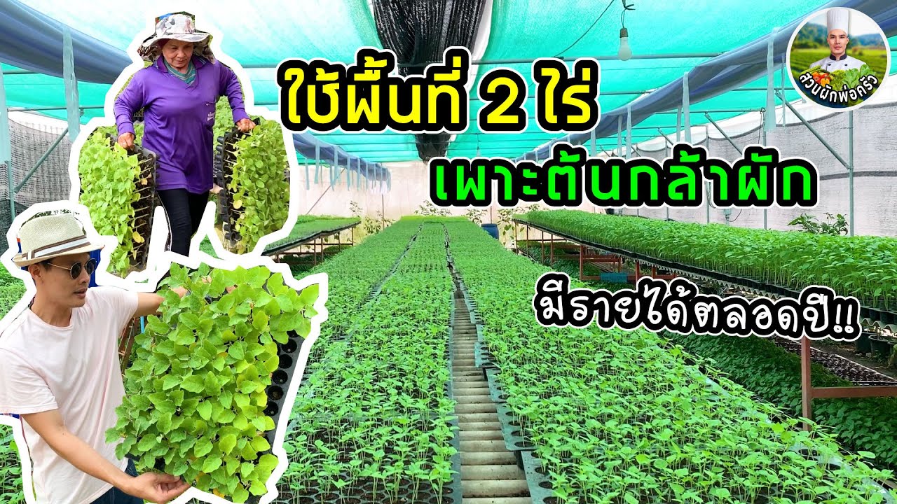 อาชีพเพาะกล้าผักสวนครัว บนเนื้อที่ 2 ไร่ รายได้ดี | สวนผักพ่อครัว