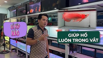 Điều KHÔNG PHẢI AI CŨNG NÓI "Làm sao giữ nước HỒ CÁ luôn TRONG VẮT" đơn giản và hiệu quả