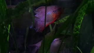 Pearl Gourami in breeding colors