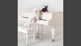 Bark Along Piano's Rhythm