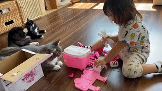 おままごとの相手をしてあげるラガマフィン　ノルウェージャンフォレストキャットA cat who plays house. Ragamuffin. Norwegian Forest Cat.