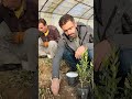 چۆنیەتی چاندنی قەڵەمی زەیتوون