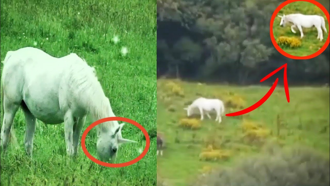 कैमरे मे कैद कुछ असली unicorn / top real unicorn ...