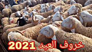 اسعار الاغنام اليوم 10/03/2021 في سوق ولاية الجلفة