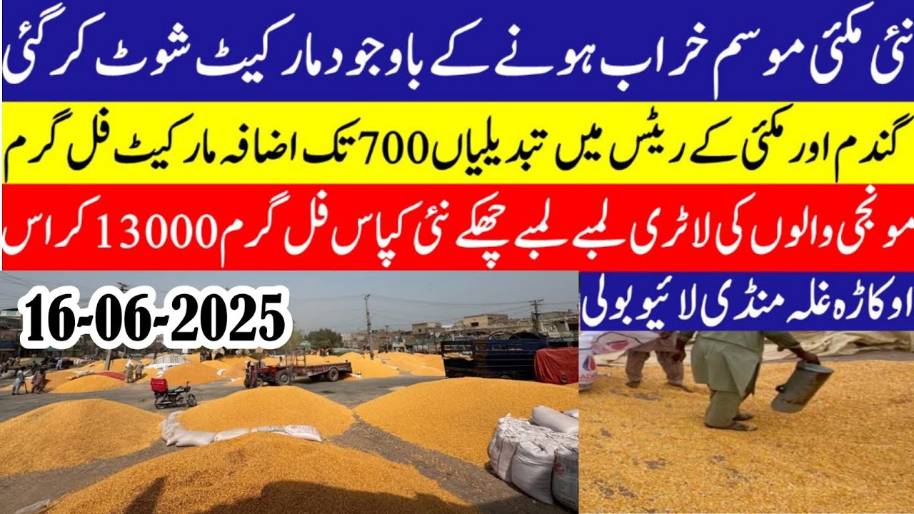 Good news makki rates in Punjab/ wheat price today in Pakistan 2025/All ...