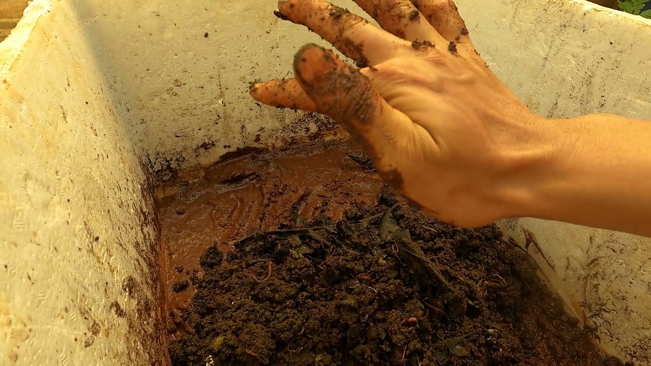 Tận dụng trùn quế trong nông nghiệp