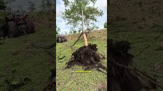 n the vwiidernesS, a giant iron chafnmoves like a python. What is it doing?