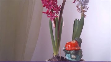 Video Timelapse for Hyacinth (plant) blooming [RaspberryPi]