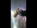 Catching Lobsters and Exploring the Hidden Lobster Cave - Livestream Sea Harvesting