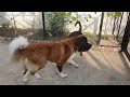 St. Bernard and Rottweiler Pawsome