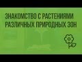 Природные зоны Земли. Знакомство с растениями различных природных зон. Видеоурок по природоведению