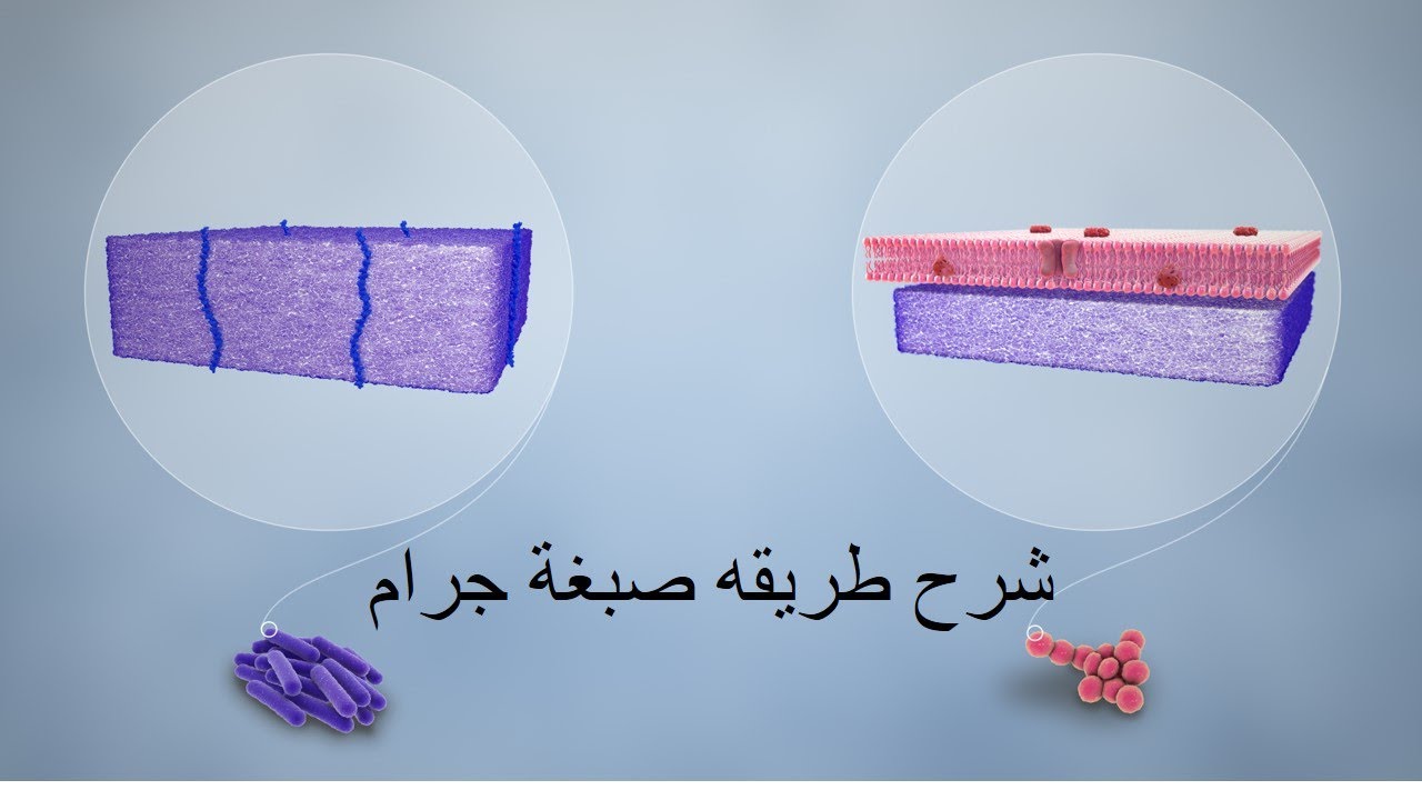 صبغة جرام وجدار البكتيريا Gram staining
