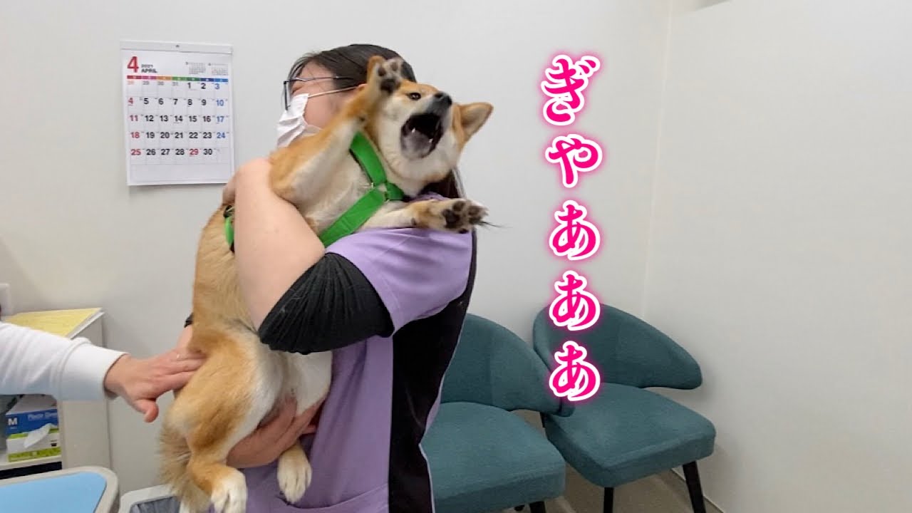 絶叫 病院大好きな柴犬が病院嫌いになりそうな瞬間がやばい Youtube