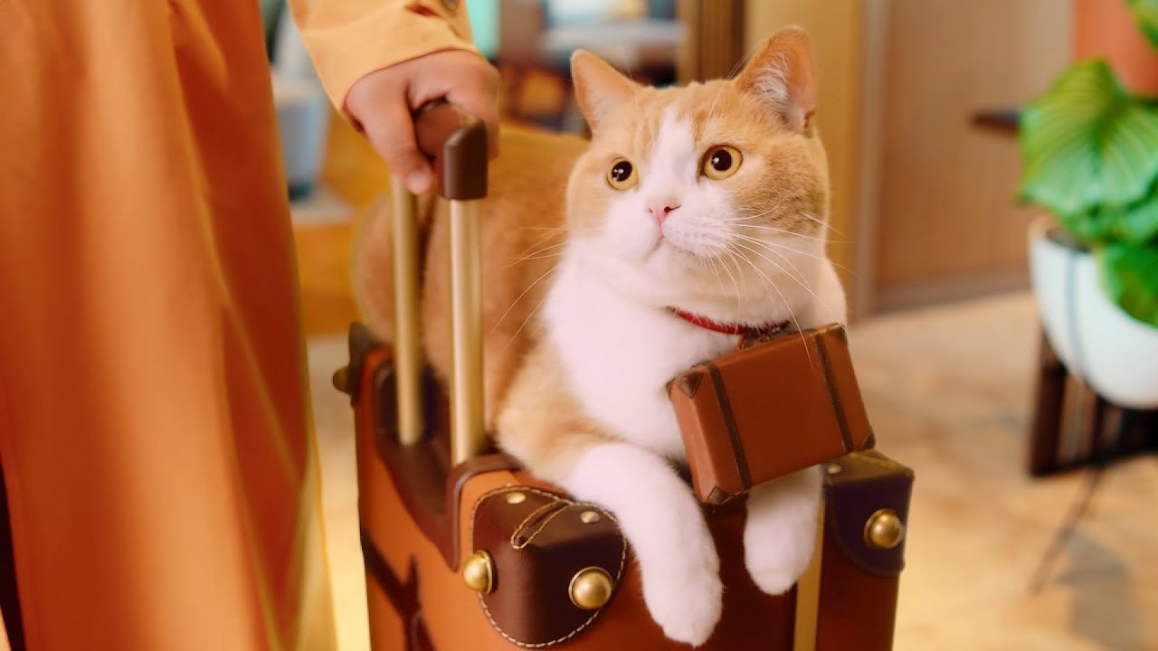 じゃらん cm