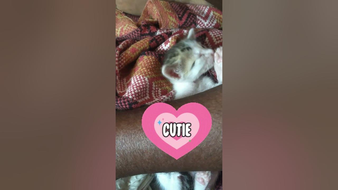 Kitten Cobi Cutely Cleaning Herself Cat Cottage Tamil Cat Videos