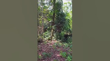 Chú Lương Kẹt Tiền Cần Bán Gấp Đất Vườn Cây Ăn Trái ,View Suối Đá , Có Thổ Cư #shorts