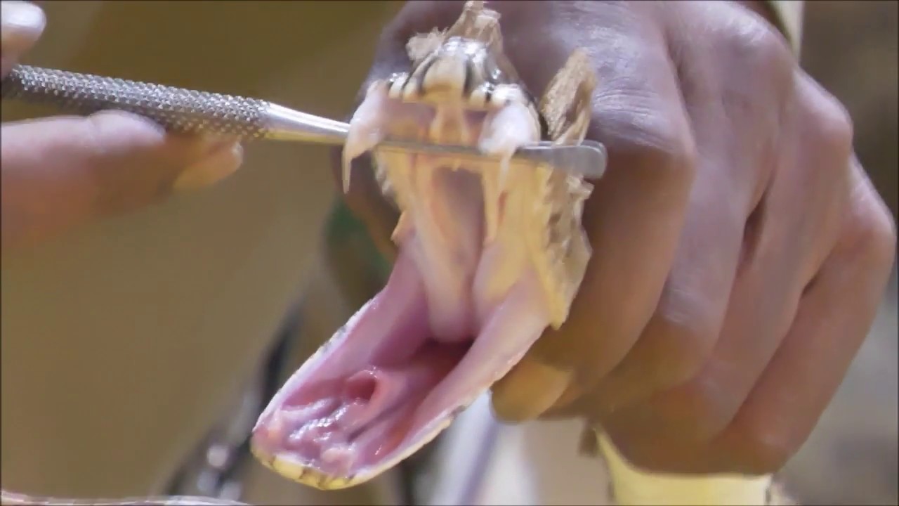 video phone lyrics Rayappa Kasi Snakes3, Madras Crocodile Bank Trust, India, Sept 25, 2018