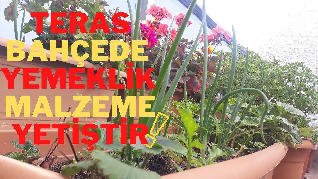 TERAS BAHÇEDEN YEMEKLİK MALZEME YETİŞTİRME – YEMEK TARİFİ