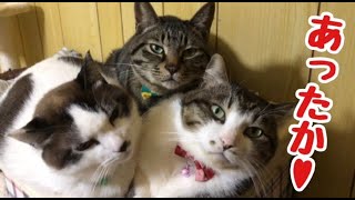 寒い日はあったか猫だんごに限る♪と寒い日の一匹狼(猫)の飼い主のひざの上に限る♪の巻【うちの子4にゃんず】 寒い日はあったか猫だんごに限る♪と寒い日の一匹狼(猫)の飼い主のひざの上に限る♪の巻【うちの子4にゃんず】