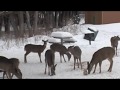 Eagle River Michigan Winter Whitetail Deer