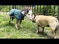 Tiny horse rejected by mother now thriving indoors with dog companions | SWNS